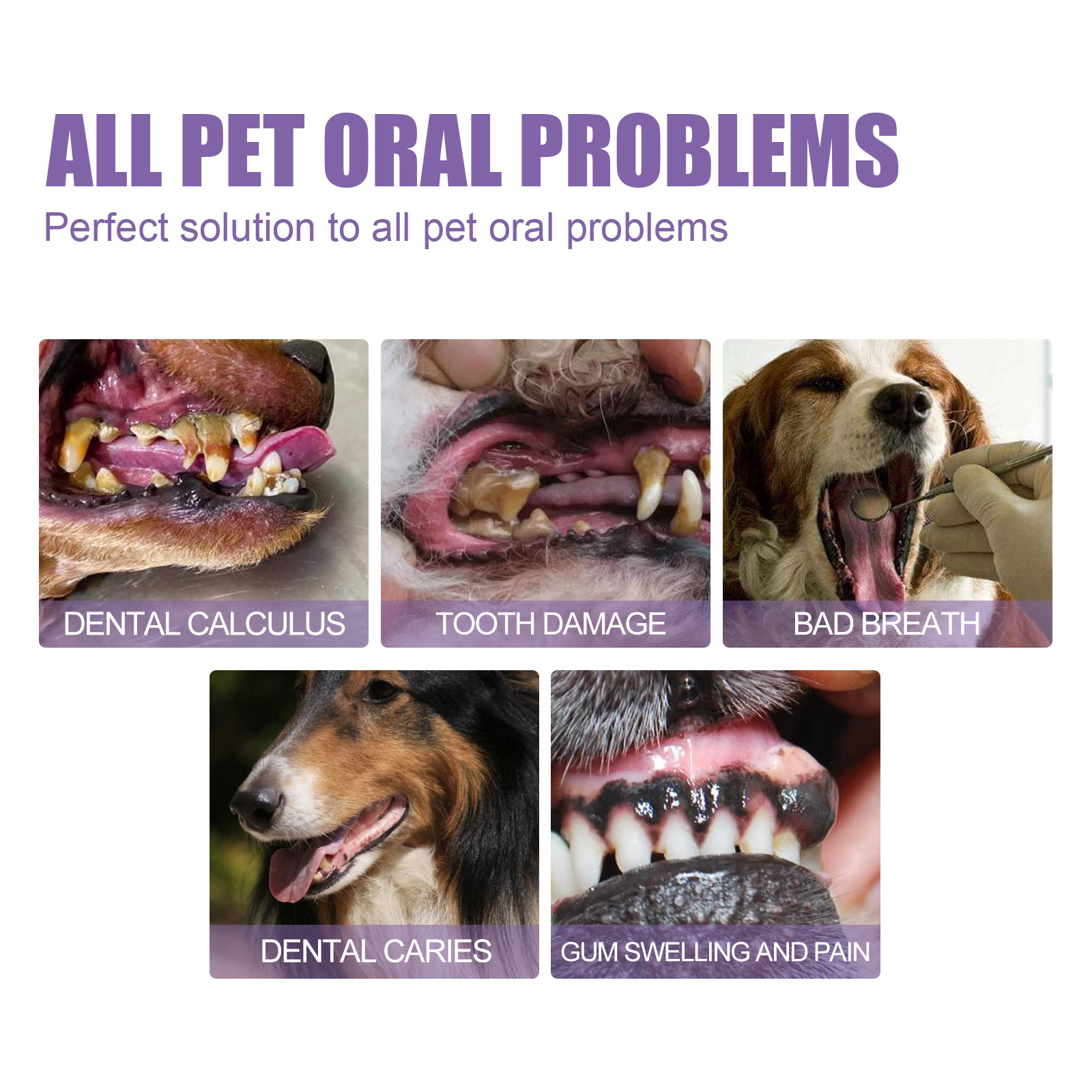 Pet Oral Repair Gel Puppy Tart - Teeth Whitening Results avaliação e preço